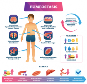 Week 8 – Homeostasis – bESTology